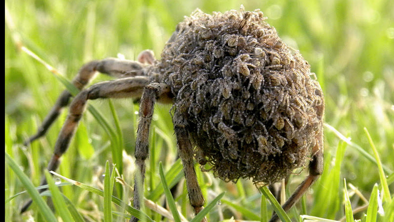 Illustration for article titled This Horrifying Spider Is The Only One That Carries Her Babies Like a Human Mother Would